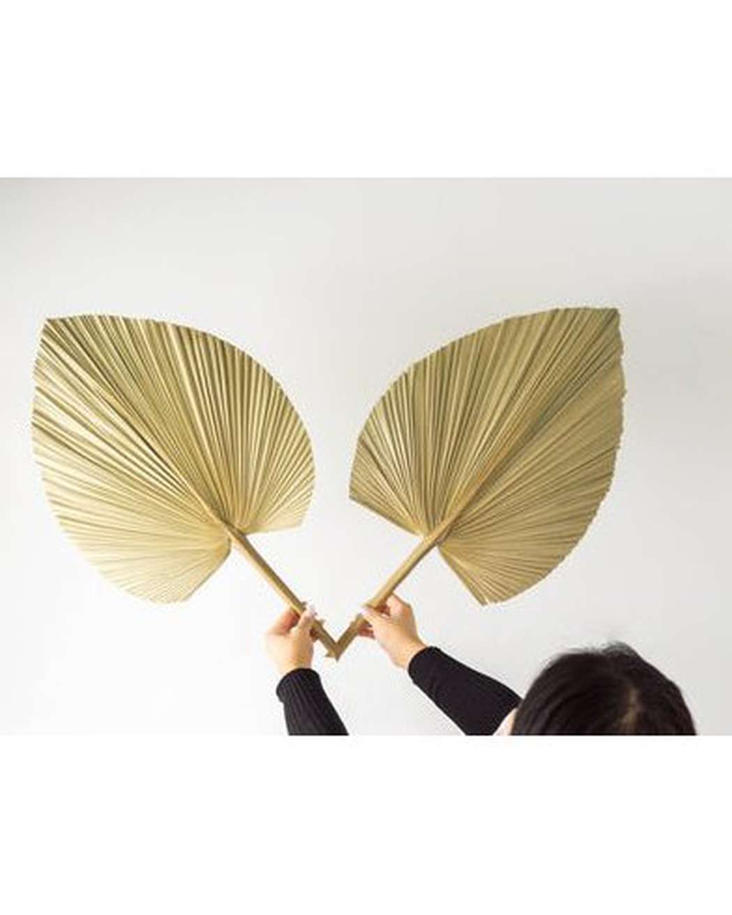 Natural Fan Palm-8