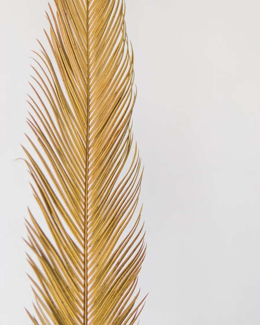 Sago Palm-2