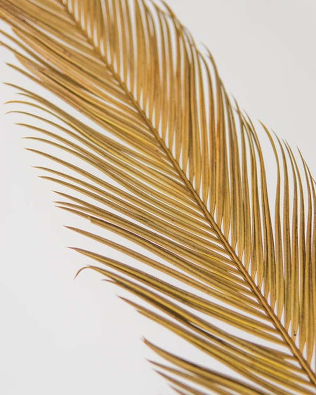 Sago Palm-3