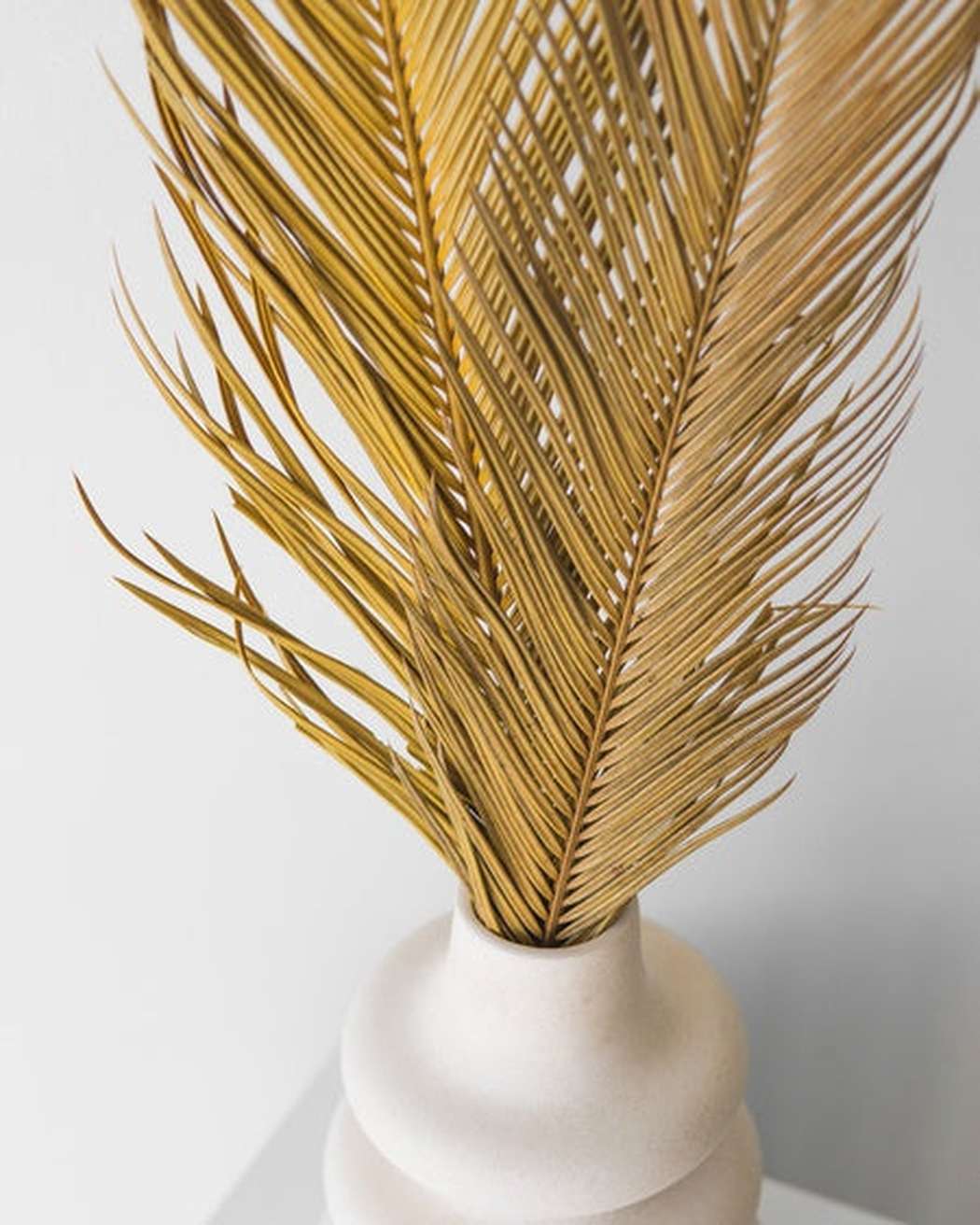 Sago Palm-4